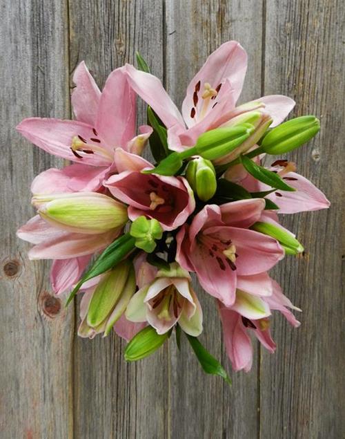 LIGHT PINK L.A. HYBRID LILIES